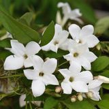 Arborix Jasminum Winterjasmijn - 50-60 cm in pot