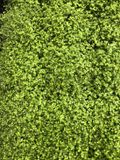 GRDplanten Groendecor Tuinarchitectuur 6x Slaapkamergeluk - Soleirolia soleirolii | 9x9 cm pot
