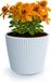 Prosperplast Plantenpot/bloempot Buckingham - buiten/binnen - design kunststof - lichtgrijs - D23 x H21 cm