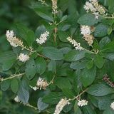 Arborix Clethra Alnifolia - Schijnels 50-60 cm in pot