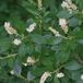 Arborix Clethra Alnifolia - Schijnels 50-60 cm in pot