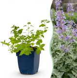 Green boutiQ Nepeta faassenii Kattenkruid Paars 1 Plant Pot 11cm