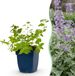 Green boutiQ Nepeta faassenii Kattenkruid Paars 1 Plant Pot 11cm