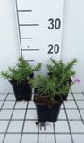 GRDplanten Phlox 6 x Phlox (s) 'Purple beauty' - Kruipphlox in pot 9 x 9 cm
