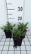 GRDplanten Phlox 6 x Phlox (s) 'Purple beauty' - Kruipphlox in pot 9 x 9 cm