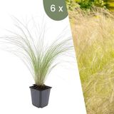 Plants by Frank | 6 Federgras planten | Stipa tenuissima 'Ponytails' | Winterharde bodembedekker planten | tuinplanten | Winterharde vaste planten meerjarig | Winterharde tuinplanten