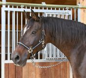 Covalliero Kerbl Halster Mustang - Zwart / zilver - Maat Full
