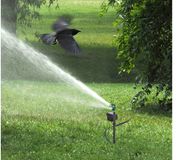 Splash Watersproeier Lieveheersbeestje