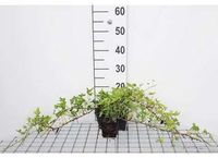 GRDplanten Groene Klimop 12x Hedera helix 'Green Ripple' | 9x9 cm pot