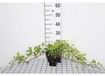 GRDplanten Groene Klimop 12x Hedera helix 'Green Ripple' | 9x9 cm pot
