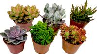 Plant in a Box - Mix van mini-vetplanten - Mix van 6 stuks