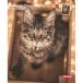 Trixie Calendrier Maine-Coon