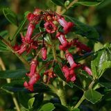 Arborix Escallonia Rubra 'Crimson Spire' - Escallonia 40-50 cm in pot