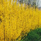 Arborix FORSYTHIA INTERMEDIA 'LYNWOOD' - Chinees klokje 50-60 cm in pot