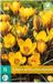 jub Bol.com X 15 Crocus Fuscotinctus