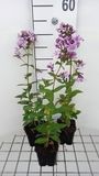 GRDplanten Groendecor Tuinarchitectuur 6x Vlambloem - Phlox (p) 'Franz Schubert' | 9x9 cm pot