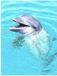 Dolphin Huile essentielle d'éther 30 ml
