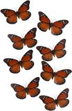 Gerimport Papillons de Noël - 12x pièces - orange - sur clip - 12 x 6 cm - plastique - décoration de sapin de Noël