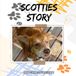 Scotties Story
