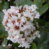 Arborix Bol 6 x Bergenia 'Silberlicht - Schoenlappersplant pot 9x9cm