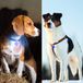 Professor Q - Verlichting Hond - Led Lampje Honden - Blauw