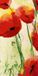 Your Decoration B.V. Kunstdruk Heidi Reil - Klatschmohn 50x100cm