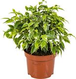 Bloomique Ficus Benjamina Kinky Treurvijg Kamerplant Groen Half-schaduw 30 cm