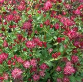 Arborix Astrantia 6 x Astrantia Major'Rubra ' - Zeeuws Knoopje pot 9x9cm