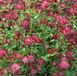 Arborix Astrantia 6 x Astrantia Major'Rubra ' - Zeeuws Knoopje pot 9x9cm