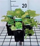 Heuchera 6x Purperklokje - Heuchera hybr. 'Lime Marmalade' | 9x9 cm pot