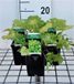 GRDplanten Heuchera 6x Purperklokje - Heuchera hybr. 'Lime Marmalade' | 9x9 cm pot