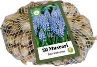 Jub Holland Blauwe druifjes bloembollen - XXL Muscari