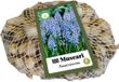 Jub Holland Blauwe druifjes bloembollen - XXL Muscari
