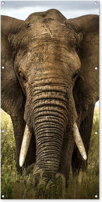 GreatGardenPosters Buitenposter Olifant - Natuur - Gras - Dieren - Landschap - 80x160 cm - Tuindoek - PVC