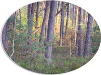 Merkloos / Sans marque PVC Schuimplaat Ovaal - Bomen in een Bos in Nederland - 56x42 cm