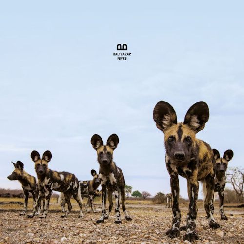 Balthazar Panda Balthazar Fever CD