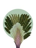Komar Wandfoto - Botanical Garden Pinnate Palm - 30 x 40 cm
