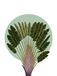 Komar Wandfoto - Botanical Garden Pinnate Palm - 30 x 40 cm