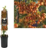 Van der Starre KLIMPLANT PYRACANTHA ORANGE CHARMER - VUURDOORN