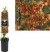 Van der Starre KLIMPLANT PYRACANTHA ORANGE CHARMER - VUURDOORN