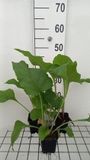 GRDplanten Groendecor Tuinarchitectuur 6x Zonnekroon - Silphium perfoliatum | 9x9 cm pot