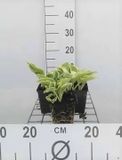 GRDplanten Groendecor Tuinarchitectuur 6x Funkia - Hosta hybr. 'Wide Brim' | 9x9 cm pot
