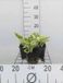 GRDplanten Groendecor Tuinarchitectuur 6x Funkia - Hosta hybr. 'Wide Brim' | 9x9 cm pot