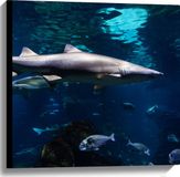 Merkloos / Sans marque Canvas - Tropische Vissen Zwemmend bij Wateroppervlak - 60x60 cm Foto op Canvas Schilderij