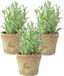 True to Nature Esschert Design 3x Kunstplant/Kruiden Rozemarijn - In Oude Terracotta Pot - 16 cm