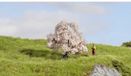 NOCH 20147 Boom Fruitboom 60 mm 1 stuk(s)