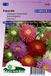 Sluis Garden Aster Prinses Mix (Zomeraster)