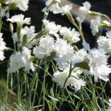 Arborix Dianthus 6 x Dianthus 'Haytor White' - Grasanjer Pot 9x9 cm - Witbloeiende Sierplant