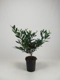 Qweeker Laurier 'Otto Luyken' 30-40 cm (in pot)