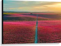 Merkloos / Sans marque Canvas - Uitzicht op Beekje tussen Fel Bloemenveld - 100x75 cm Foto op Canvas Schilderij